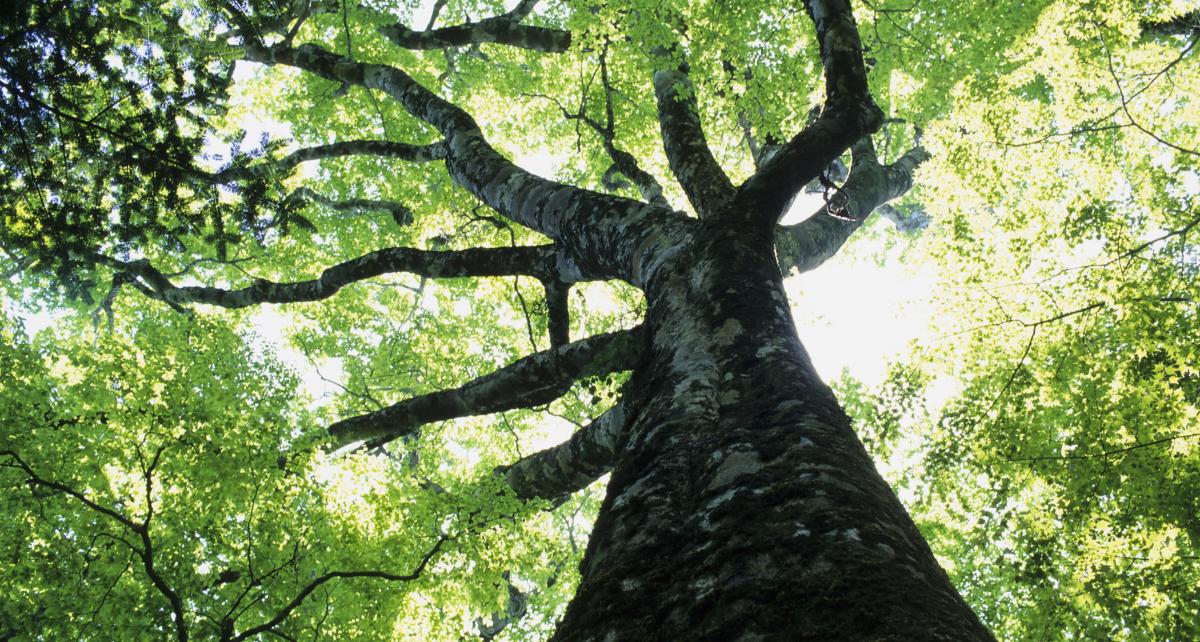 Growing tree